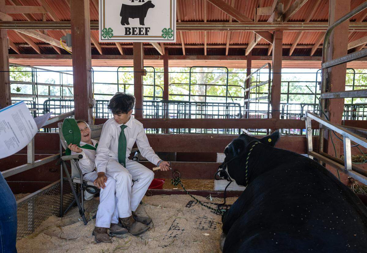 Sheridan 4H’s Cassidy Baser reacts after jumping into the chair before Victor Campos sits down at the Gold Country Fair on Saturday in Auburn. Campos’ steer, Oden, will go up for auction on Sunday.