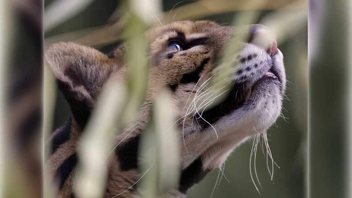 Rajasi, a Sacramento Zoo clouded leopard, dies at 15 after health decline