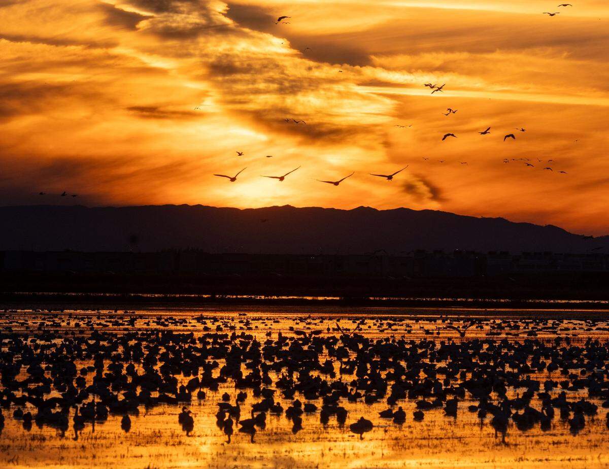 Third place, Artistic Photo: Thousands of waterfowl, including geese and wintering ducks, take refuge in a flooded rice field while migrating along the Pacific Flyway in the Sacramento Valley near Elverta Road on Nov. 29, 2024.