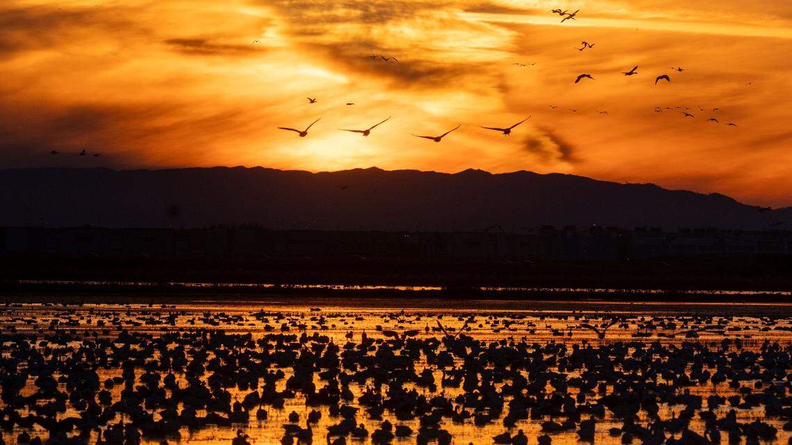 Thousands of waterfowl, including geese and wintering ducks, take refuge in a flooded rice field while migrating along the Pacific Flyway in the Sacramento Valley near Elverta Road in November. The California Department of Fish and Wildlife said Friday that the highly pathogenic avian influenza was detected in migratory birds in several counties across the state.