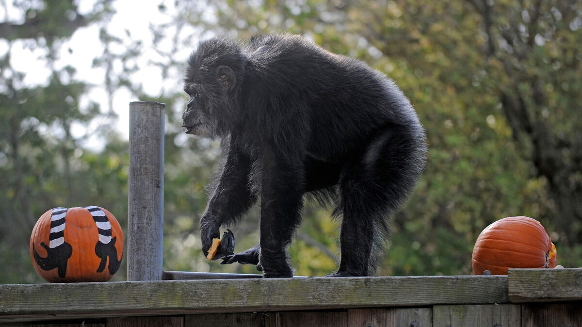 In this Oct. 21, 2009 photo, Cobby, a male chimpanzee, plays with pumpkins during the San Francisco Zoo’s ‘Boo at the Zoo’ Halloween celebration in San Francisco. Cobby, the oldest male chimpanzee living in an accredited North American zoo died Saturday. He was 63.