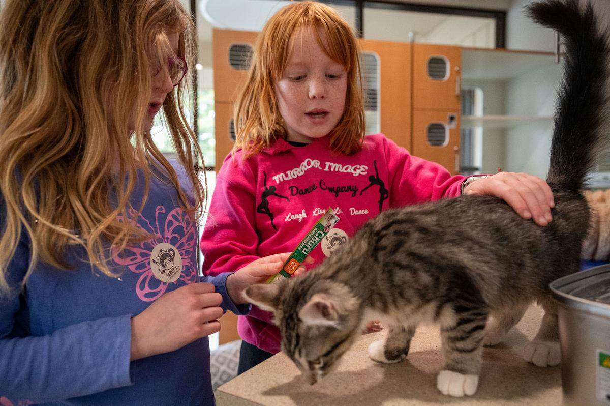 Ellia Saunders, 7, left, and Rosalie Hubbard, 8, pet a kitten named Peter Pan at the Tabby Tea Cat Lounge & Adoption Center in Davis last month.
