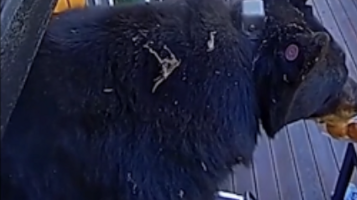 See Tahoe bear raid cabin for a luxury buffet of steak and brioche buns