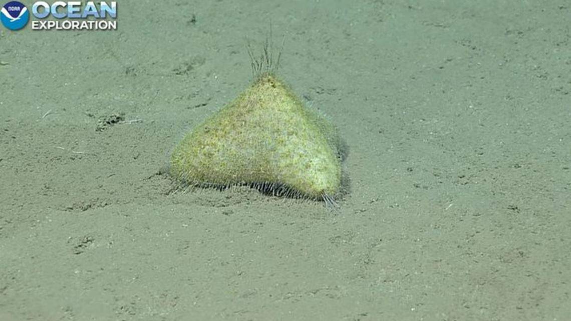This pyramid-shaped creature is a rarely seen type of sea urchin that lives in the deep ocean, NOAA Ocean Exploration reports.
