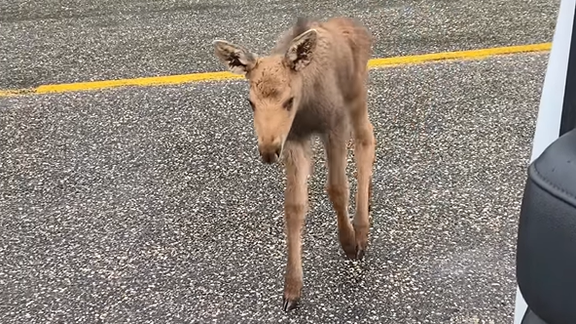 An oil worker says he’s out of a job for trying to save a baby moose from a bear while he was on the job in Canada. 