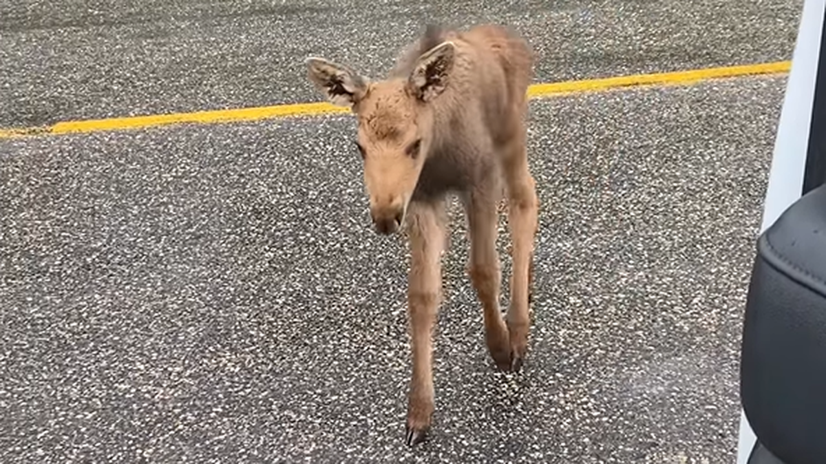 An oil worker says he’s out of a job for trying to save a baby moose from a bear while he was on the job in Canada. 