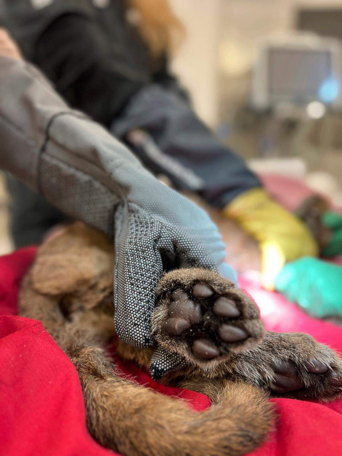 In this photo provided by the Oakland Zoo, a mountain lion cub is treated that was rescued in Santa Cruz, Calif., Monday, Dec. 19, 2022. Wildlife officials rescued the critically ill mountain lion cub in Northern California and veterinarians named her Holly for the holiday season as they treat her in intensive care, the Oakland Zoo said Tuesday. (Oakland Zoo via AP)