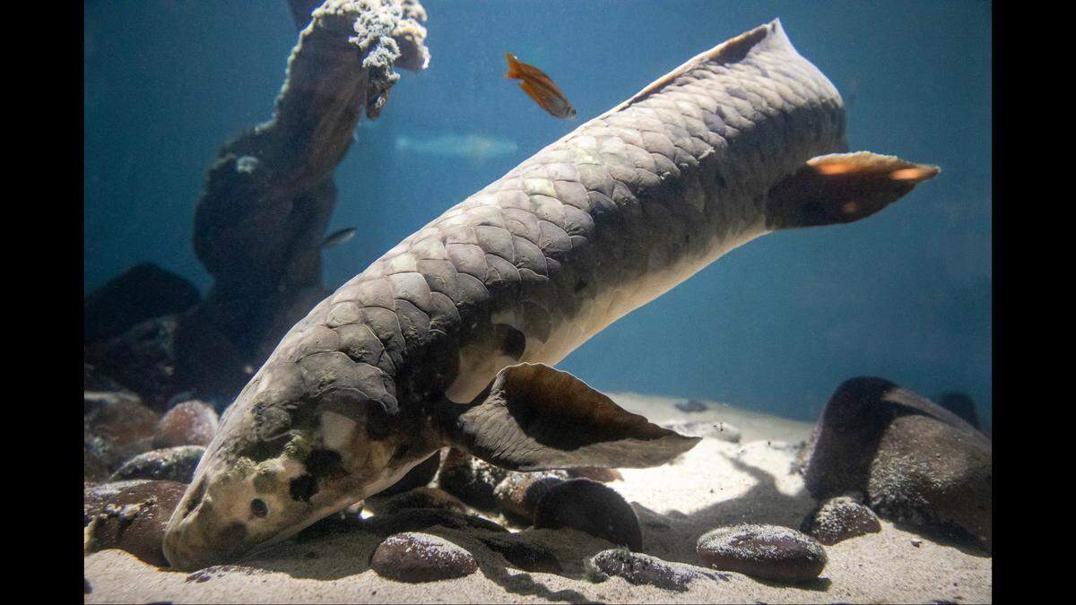 More than her advanced age, though, the museum said Methuselah has garnered fame “for her charming personality and penchant for belly rubs.”&nbsp;