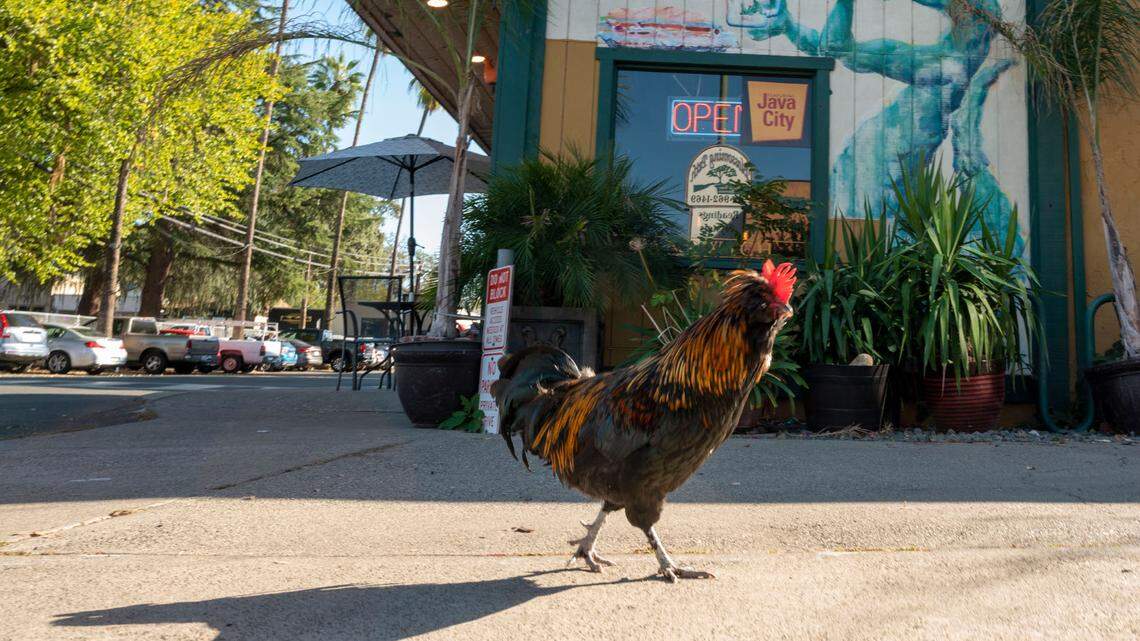 A rooster crows in Fair Oaks Village on Wednesday. Fair Oaks residents may be evenly divided at the polls but seem to unite on their love of chickens.