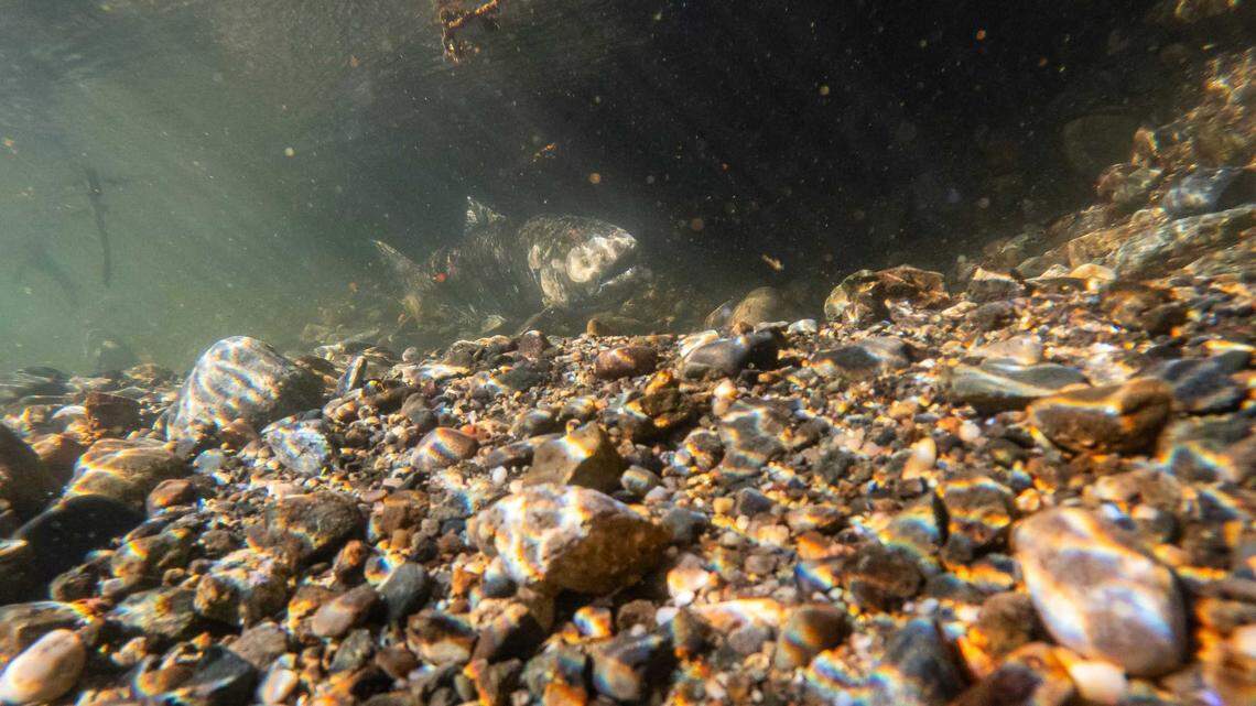 Fall-run Chinook salmon migrate and spawn in the Feather River near Oroville in November. California wildlife officials will reopen limited Chinook salmon fishing on the Mokelumne, Feather and American rivers in July.