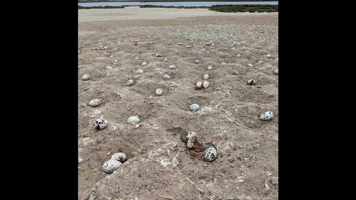 Crashed drone forces birds to abandon thousands of their eggs at California beach