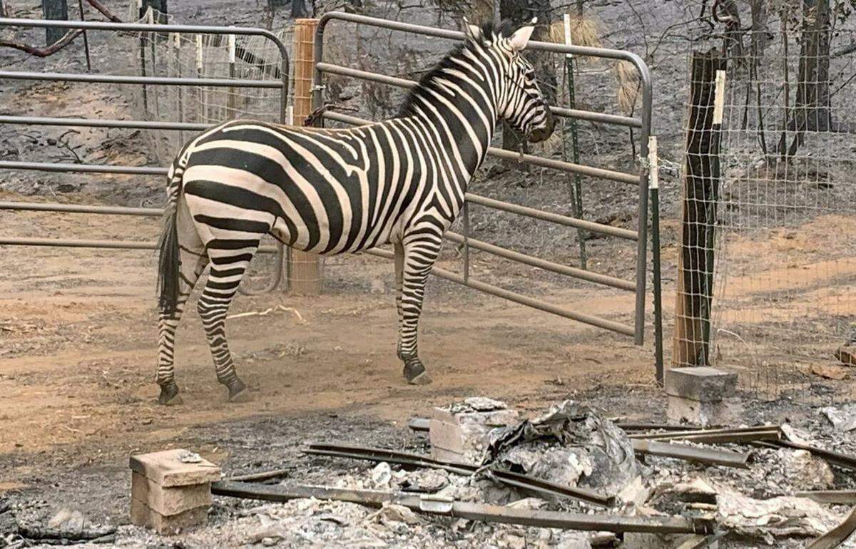 A zebra is one of the animals rescued from a recent wildfire by the North Valley Animal Disaster Group.