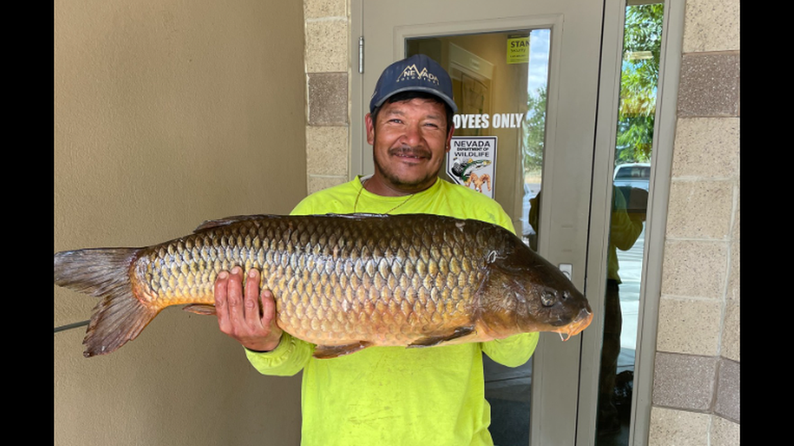 An angler reeled in a massive, record-breaking carp on a Nevada river, a catch he says took him more than an hour to bring in.