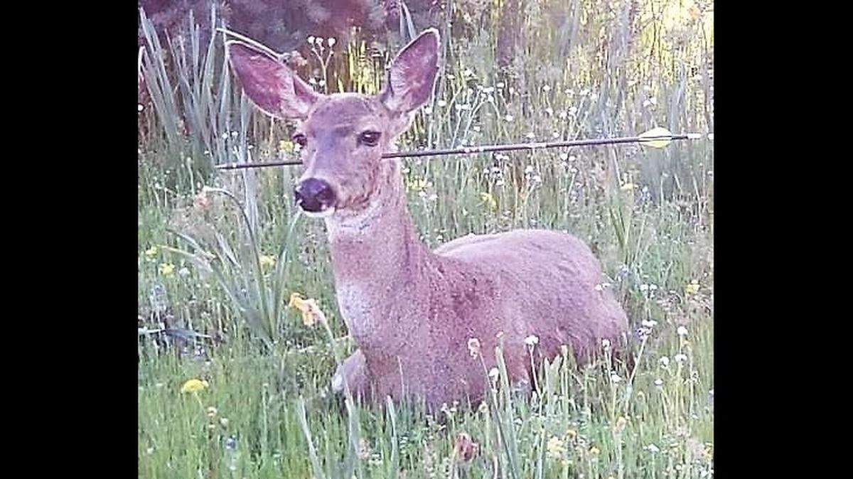 State police found two deer Friday with arrows stuck in their face and neck near Shady Cove, Ore. Police hope to tranquilize the deer and remove the arrows.