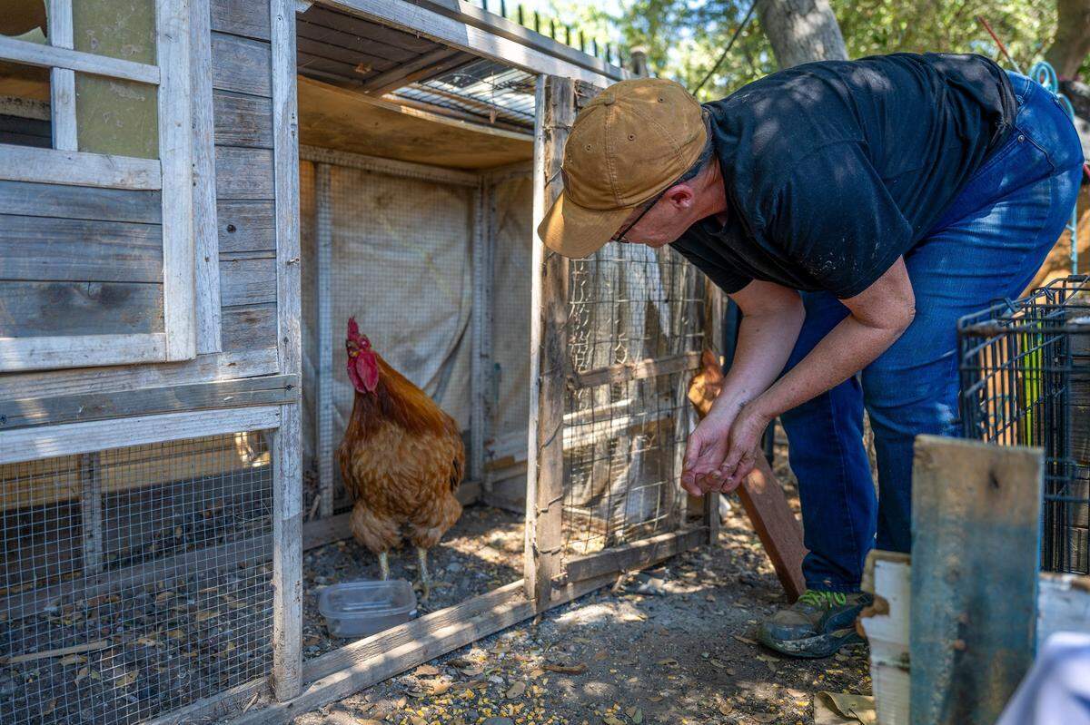 Sharon Jones shares one of her last bottles of county delivered water with her rooster at Camp Resolution on Monday as temperatures climbed into triple digits. “But for the high risk people, I’m kinda worried about them,” said Jones.