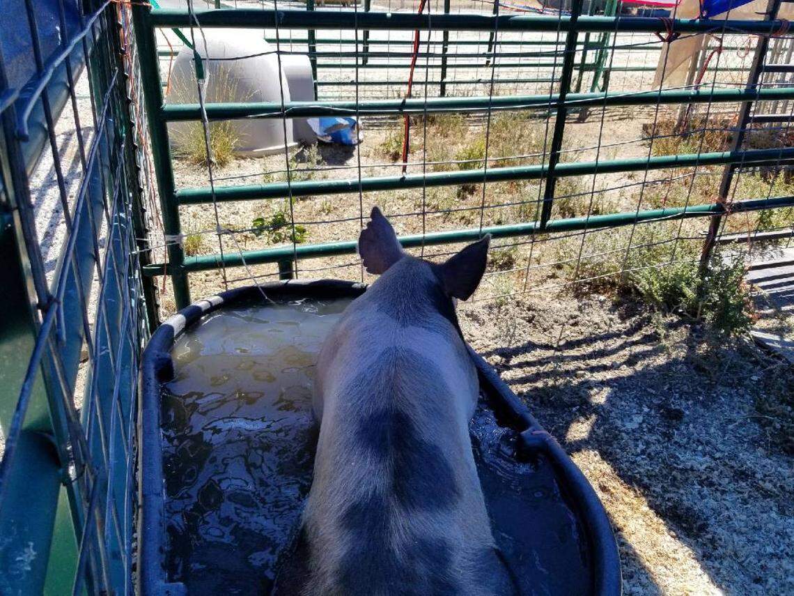 A pig rescued from the Pawnee Fire by LEAP staff members splashes in a trough.