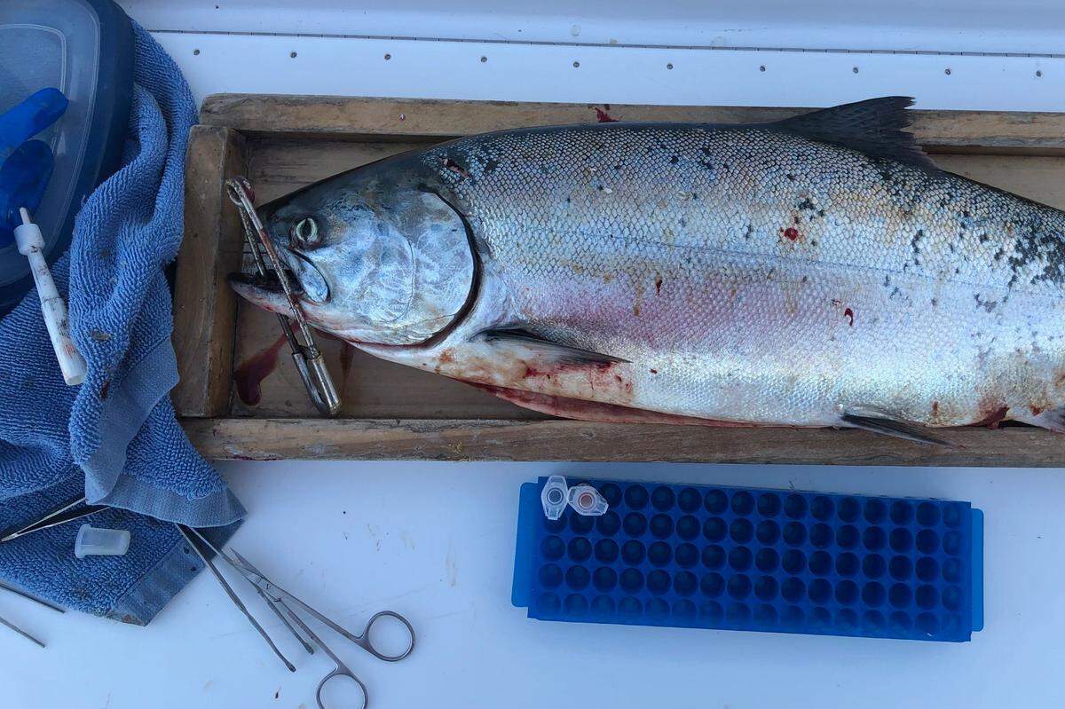 A salmon photographed by by Rachel Johnson amid her research on thiamine levels in Chinook salmon. Johnson found that Chinook salmon were facing a deficiency in thiamine which is key for energy production and juvenile growth.