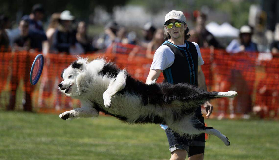 Casper, a border collie, leaps for a flying disc thrown by her owner Sam Lumley during a Picnic Day event at UC Davis on Saturday.