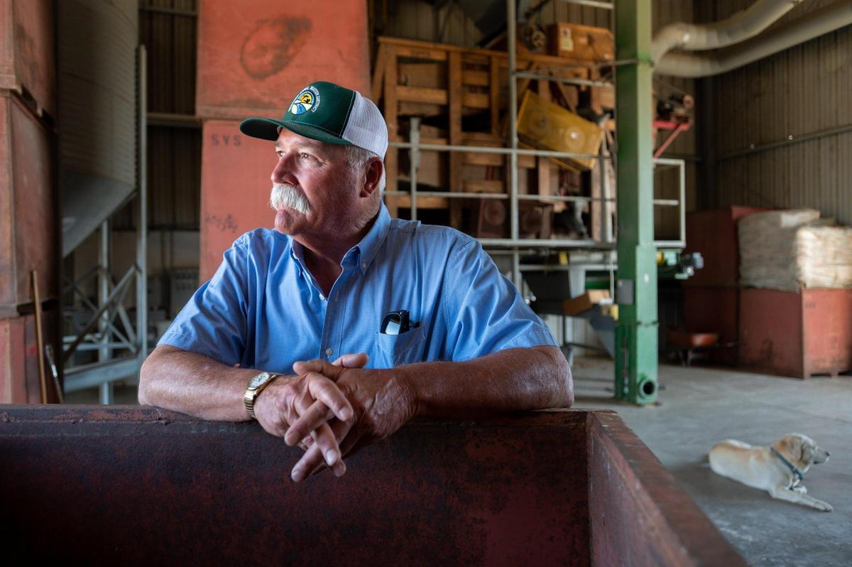 Sacramento Valley Seed Company General Manager Bruce Rolen stands earlier this month with his dog Baxter in a shed that houses a clipper seed rice cleaner at the company’s Williams headquarters. The cleaner sorts, sizes and removes unwanted material from the rice kernels.