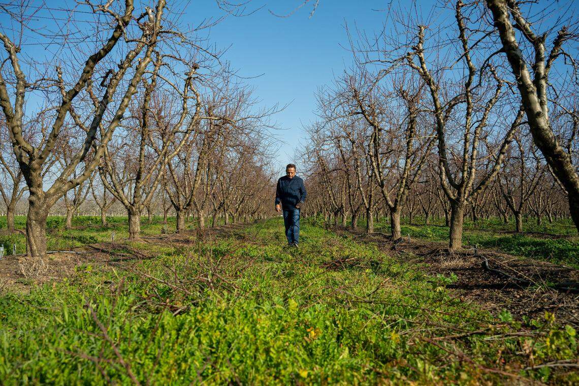 Peach farmer Sarb Johl walks through a grove of 9-year-old Ross peach trees on his farm in Yuba County on Feb. 3 that were under a 20-year contract with Del Monte. Since Del Monte’s closure, he said, Pacific Coast Producers was not interested in the trees and they will have to be destroyed.