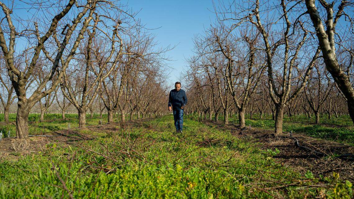 Peach farmer Sarb Johl walks through a grove of 9-year old Ross peach trees on his farm in Yuba County on Tuesday, Feb. 3, 2026, that were under a 20-year contract with Del Monte. Since Del Monte’s closure, he said Pacific Coast Producers was not interested in the trees and they will have to be destroyed.