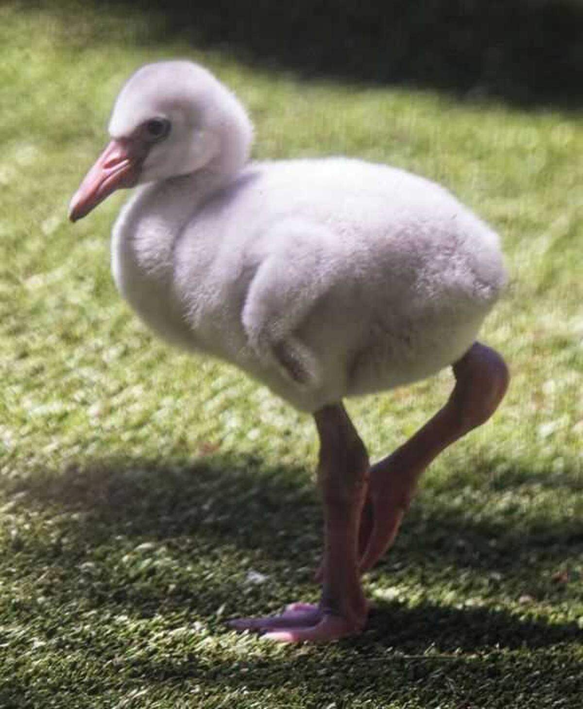 A flamingo chick stands up at the Sacramento Zoo. The zoo celebrated the new group of baby flamingos in social media posts on June 28 and July 7.