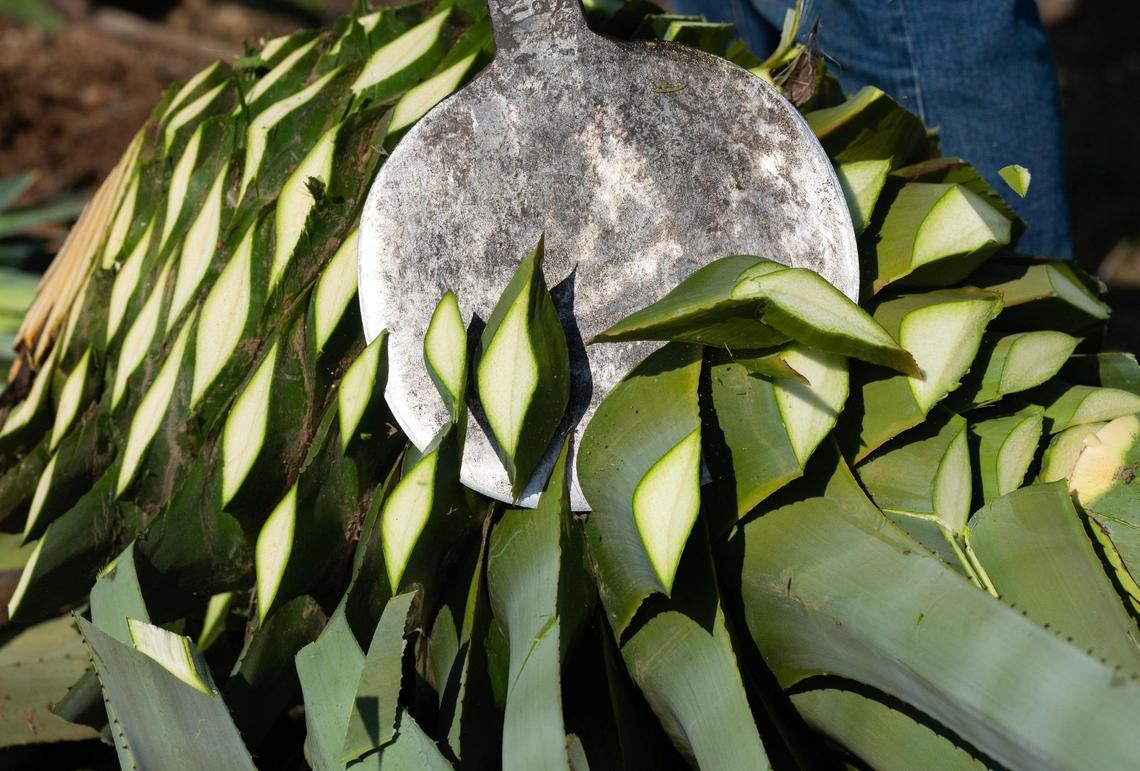 Antonio Chavez uses a “coa” to slice off the leaves of the agave “piña” bulb in Woodland last month.