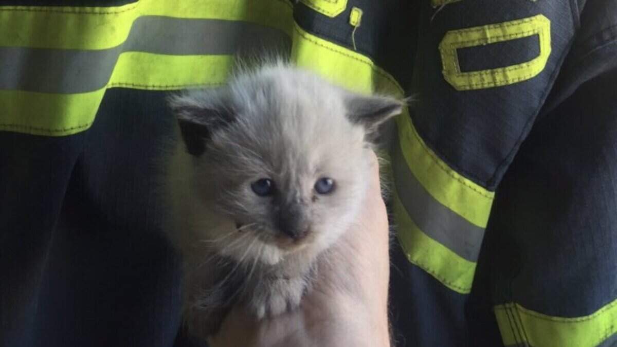A kitten — nicknamed "Clutch" by rescuers — was found trapped inside the engine compartment of a car that had come from Salinas.