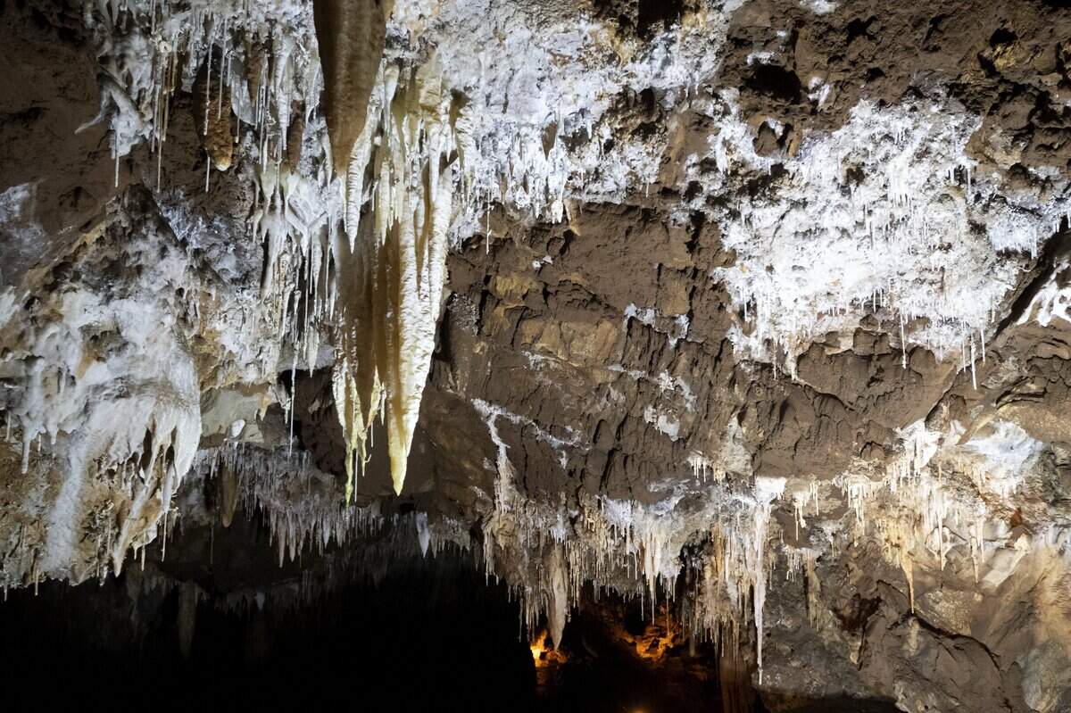 Stalactites and soda straws form along the ceiling of California Cavern in Mountain Ranch, photographed June 18. Stalactites form when water dissolves overlying limestone then redeposits calcium carbonate along the ceilings of caves. Soda straws are hollow tubes of calcite that form as water leaches through the cave ceiling. The soda straws might grow 1 millimeter every 100 years. When the tip of a soda straw is blocked by minerals, it becomes a stalactite.