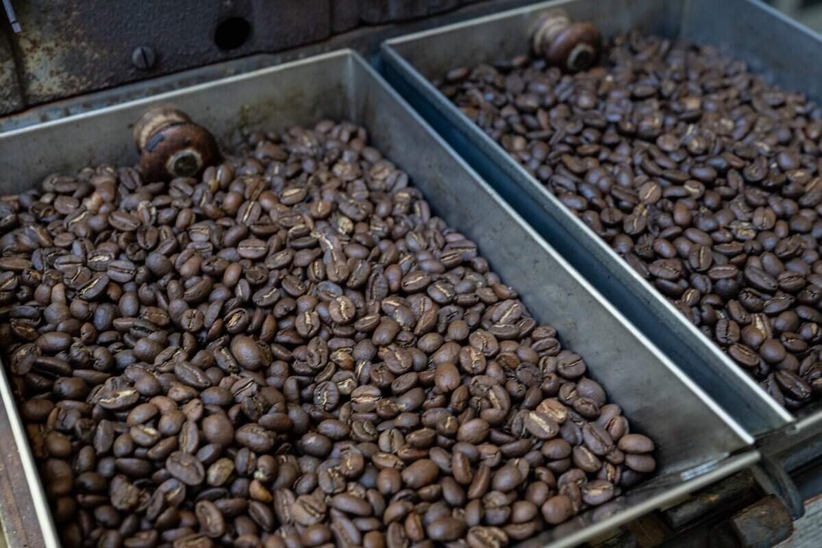 Bins of Honduras Reserva Pacavita coffee beans cool after being roasted in a vintage roaster dating to the early 1900s at Harvey's Coffee in Davis in June.