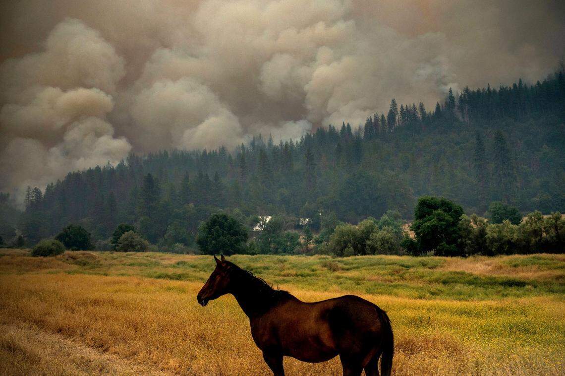 A horse grazes in a pasture as the McKinney Fire burns in Klamath National Forest on Saturday.