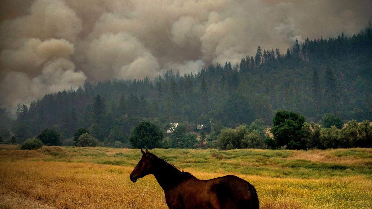 A horse grazes in a pasture as the McKinney Fire burns in Klamath National Forest, Calif., Saturday, July 30, 2022.