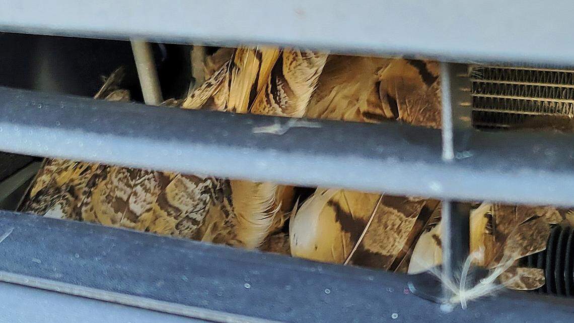 A creature was rescued from a truck’s grille in Colorado on Nov. 15, 2022, wildlife officials said.