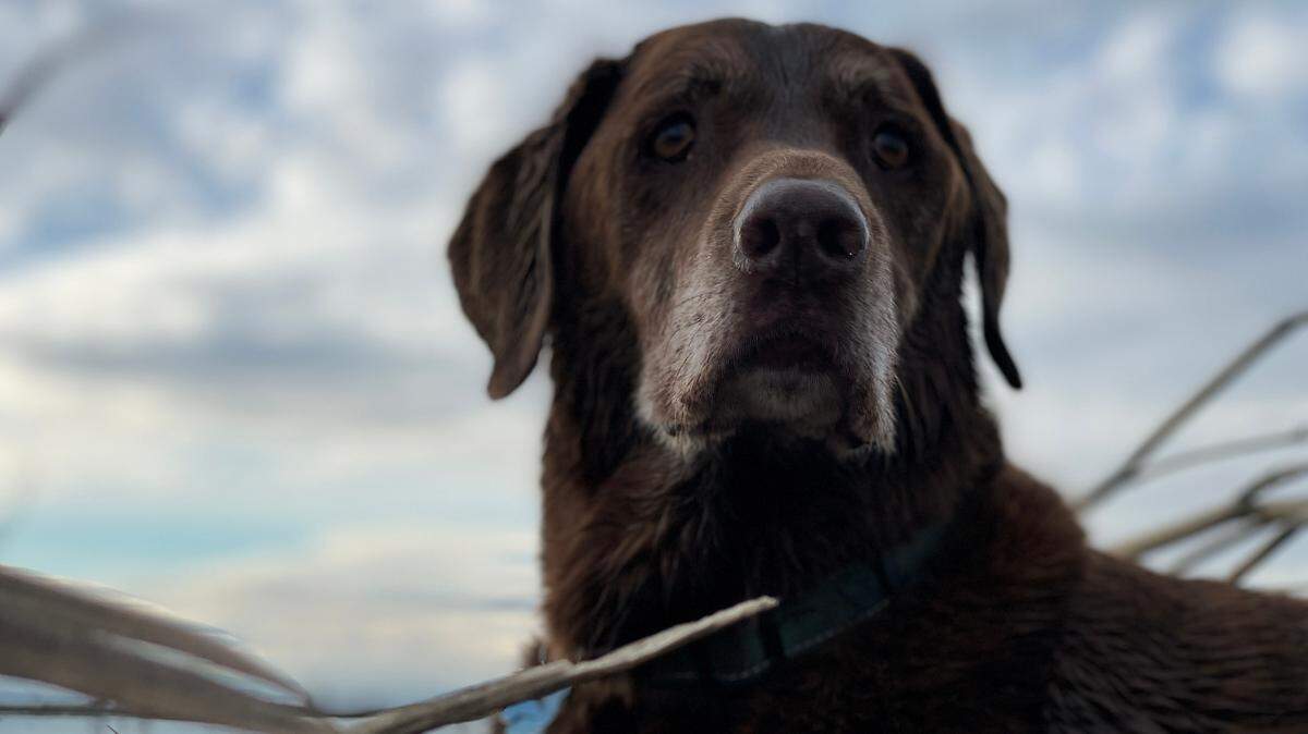 Gaddy on her final duck hunt at Sacramento National Wildlife Refuge in Willows. Sacramento Bee writer Ryan Sabalow got his chocolate lab in 2009. He named her after duck-hunter slang for “gadwall,” a type of duck.