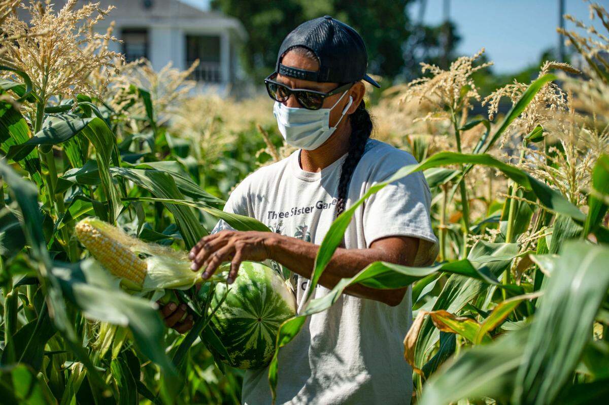 Three Sisters Farm founder Alfred Melbourne examines an ear of corn on one of his four urban farms in West Sacramento in 2020. His produce is part of the “farm-to-school” movement making its way through the Sacramento region and California.