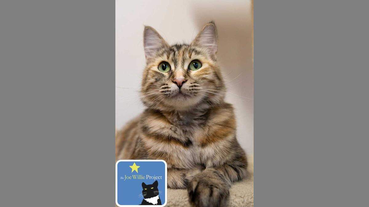 Talulah is a 3-year-old torbie, half tortoise shell, half tabby, available at the Sacramento County SPCA.