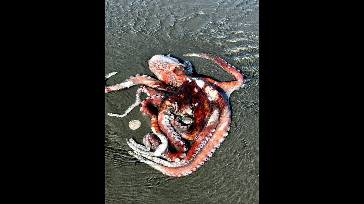 The body of a Giant Pacific Octopus sits on Clam Beach in Humboldt County.
