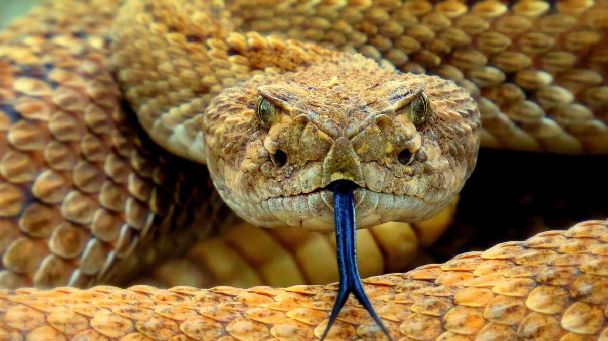The Land Conservancy of San Luis Obispo County partnered with Project RattleCam, a Cal Poly student-led program that studies rattlesnake behavior by placing cameras near snake dens, to create a daily live stream of a rattlesnake rookery on a private conserved ranch in San Luis Obispo County.