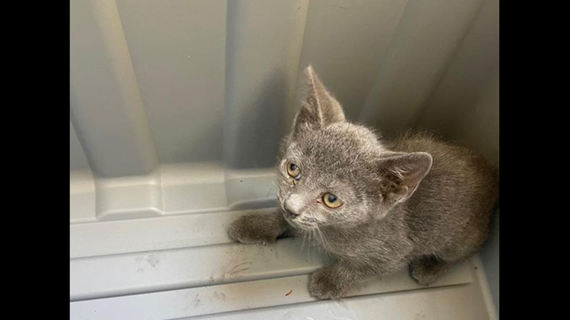 The rescued kitten found a new home with a fire chief’s administrative assistant.