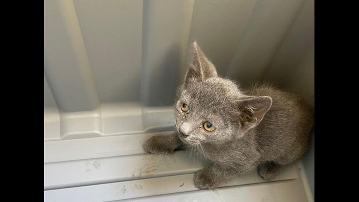 The rescued kitten found a new home with a fire chief’s administrative assistant.