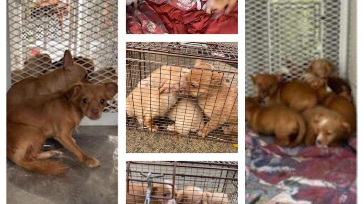 Deputies found 18 puppies abandoned in a vacant Granite Bay home on Monday.