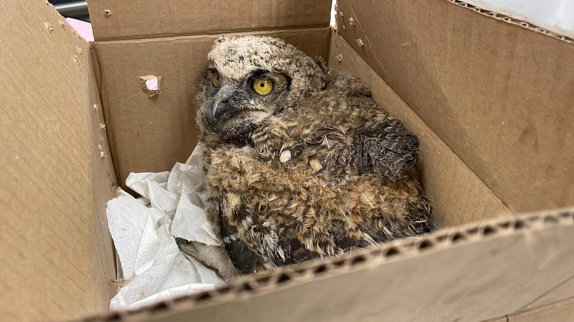 A great horned owl was rescued by a Sierra Vista firefighter from burning oak trees on May 7, 2022, in southern Arizona.