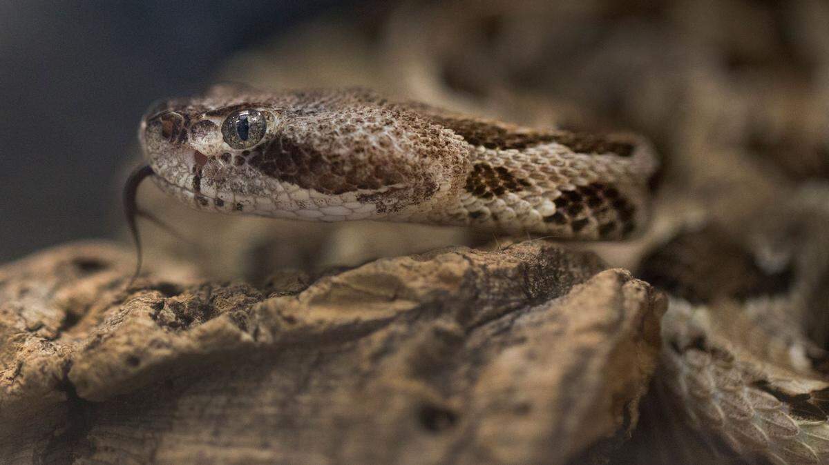 This young venomous Timber rattlesnake, that could grow to over 6 ft., can be found in the Reptile House at the Cincinnati Zoo and Botanical Garden. The rattlesnake is part of the Zoo Baby, presented by Coldwell Banker West Shell, celebration during the month of May. Look for the giant storks at the exhibits. Most of the time these snakes, which can be found in the southeastern part of the country, remain quiet and hidden, but will rattle their tail if they're disturbed. The Timber rattlesnake is endangered in Ohio. Photographed April 16, 2019. 

It S Zoo Baby Time At The Cincinnati Zoo And Botanical Garden