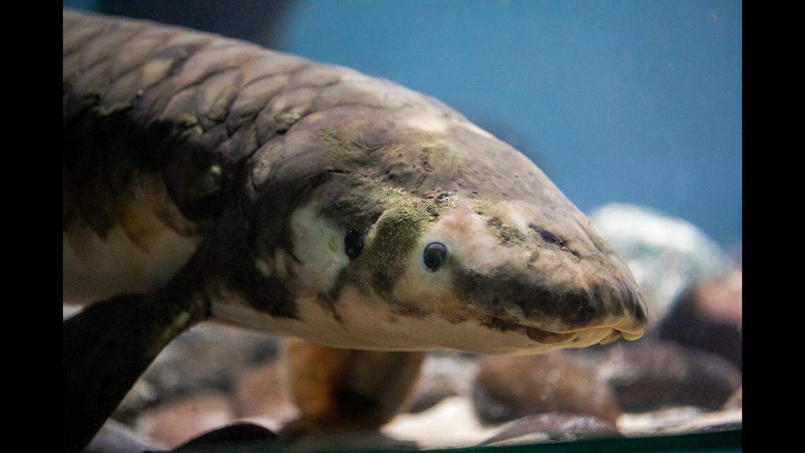 Methuselah is “the oldest living fish in an aquarium anywhere in the world,” according to the museum.