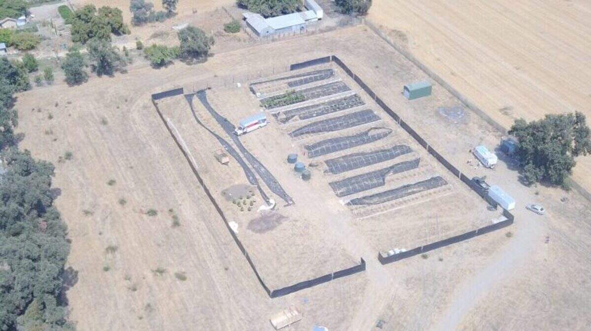 The Yolo County District Attorney’s Office ordered Daniel Lopez, 28, of Antioch to pay $2.8 million on Dec. 21, 2018, after growing hundreds of marijuana plants on his property without a license.