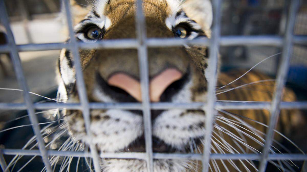 A Bengal tiger from the Ringling Bros. and Barnum Bailey Circus noses up to the fence during a media preview, Thursday, Sept. 11, 2014, at Sleep Train Arena as they prepare for opening day.