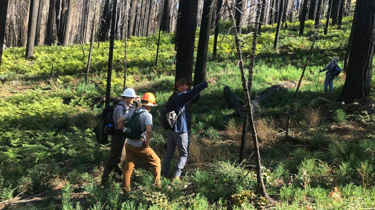The biggest high-intensity fire patch in Redwood Mountain Grove with the Sequoia-Kings Canyon NP park superintendent, a scientist and two concerned citizens surrounded by abundant new sequoia seedlings on the ground all around them.