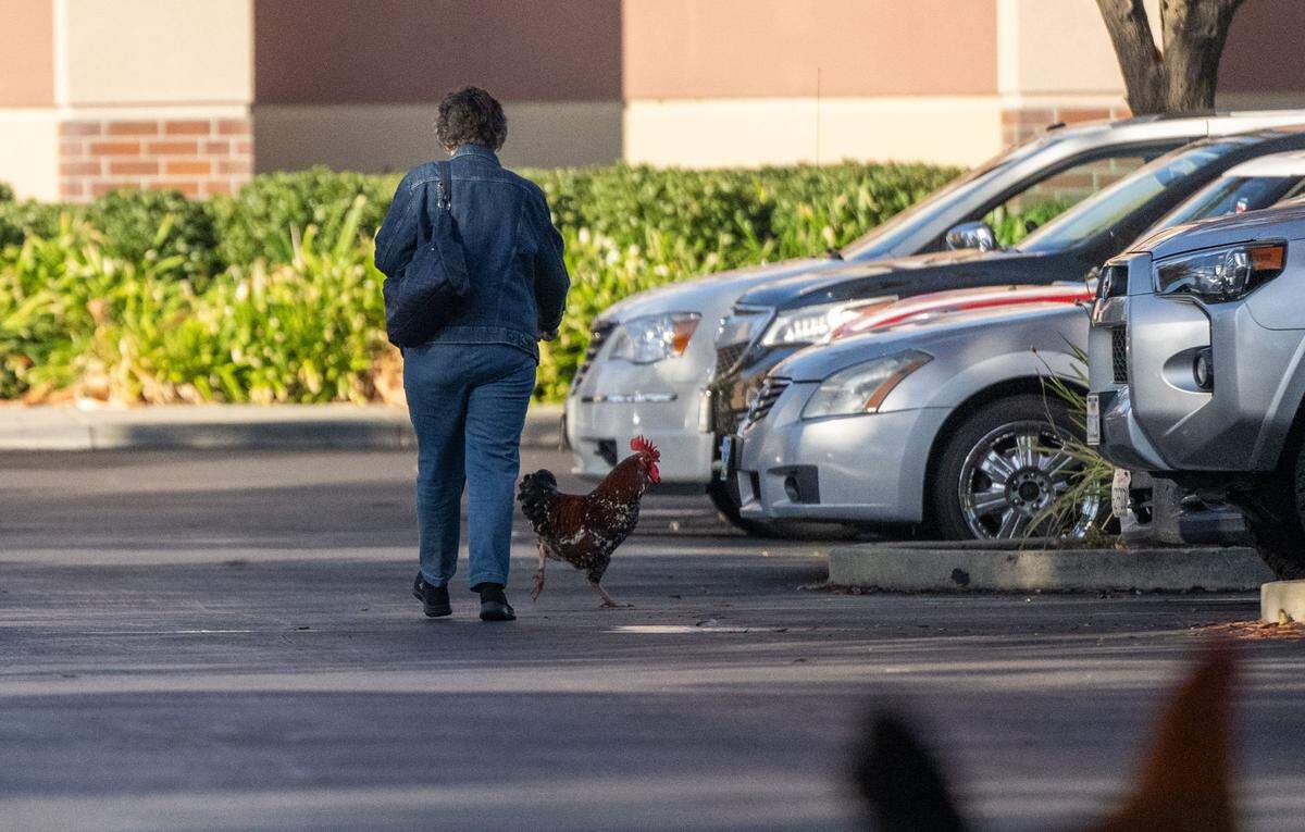 A shopper at Kohl’s makes her way to the store as chickens roam the parking lot in Yuba City on Nov. 12.