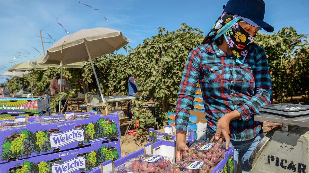 A farmworker packages table grapes in a vineyard in Tulare County in 2019. Nearly half of California’s farmworkers are undocumented immigrants who don’t qualify for federal coronavirus relief.