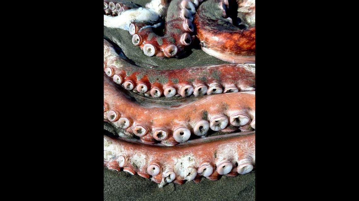 “The detail of all the suckers on the tentacles were just fascinating,” Karina Junge said of the octopus she found on the beach.